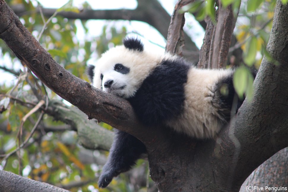 中国でパンダの飼育体験が楽しい理由とは