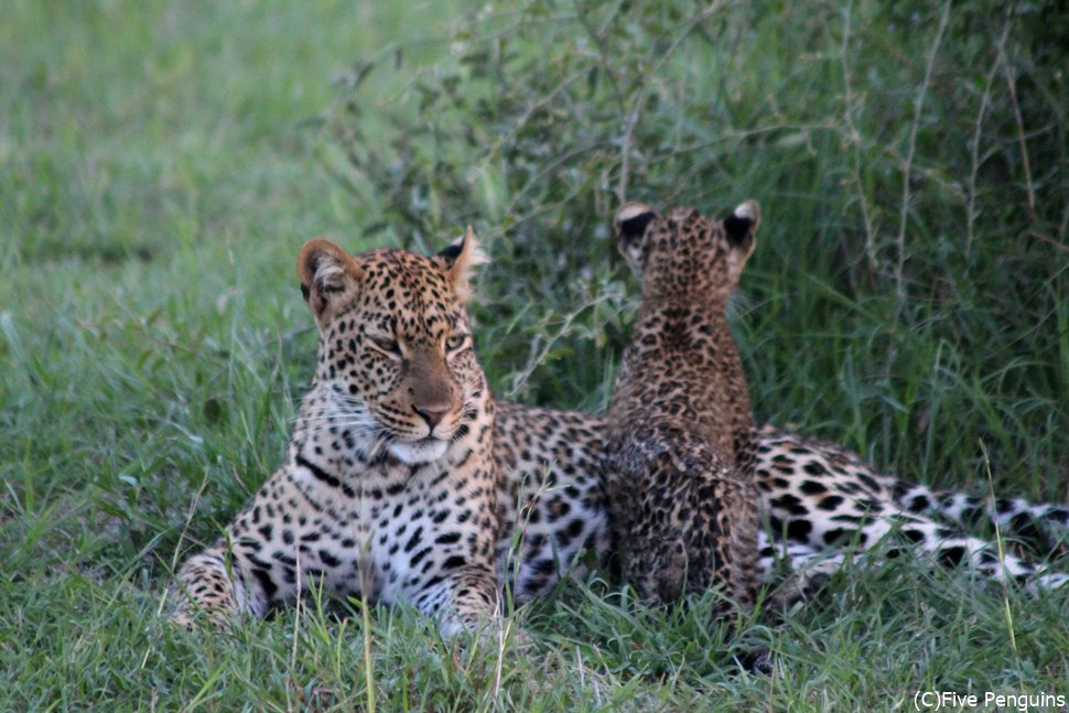 アフリカ旅行おすすめ観光地 動物と自然を感じる大冒険10選