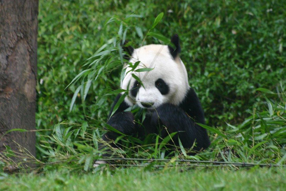 中国でパンダの飼育体験が楽しい理由とは